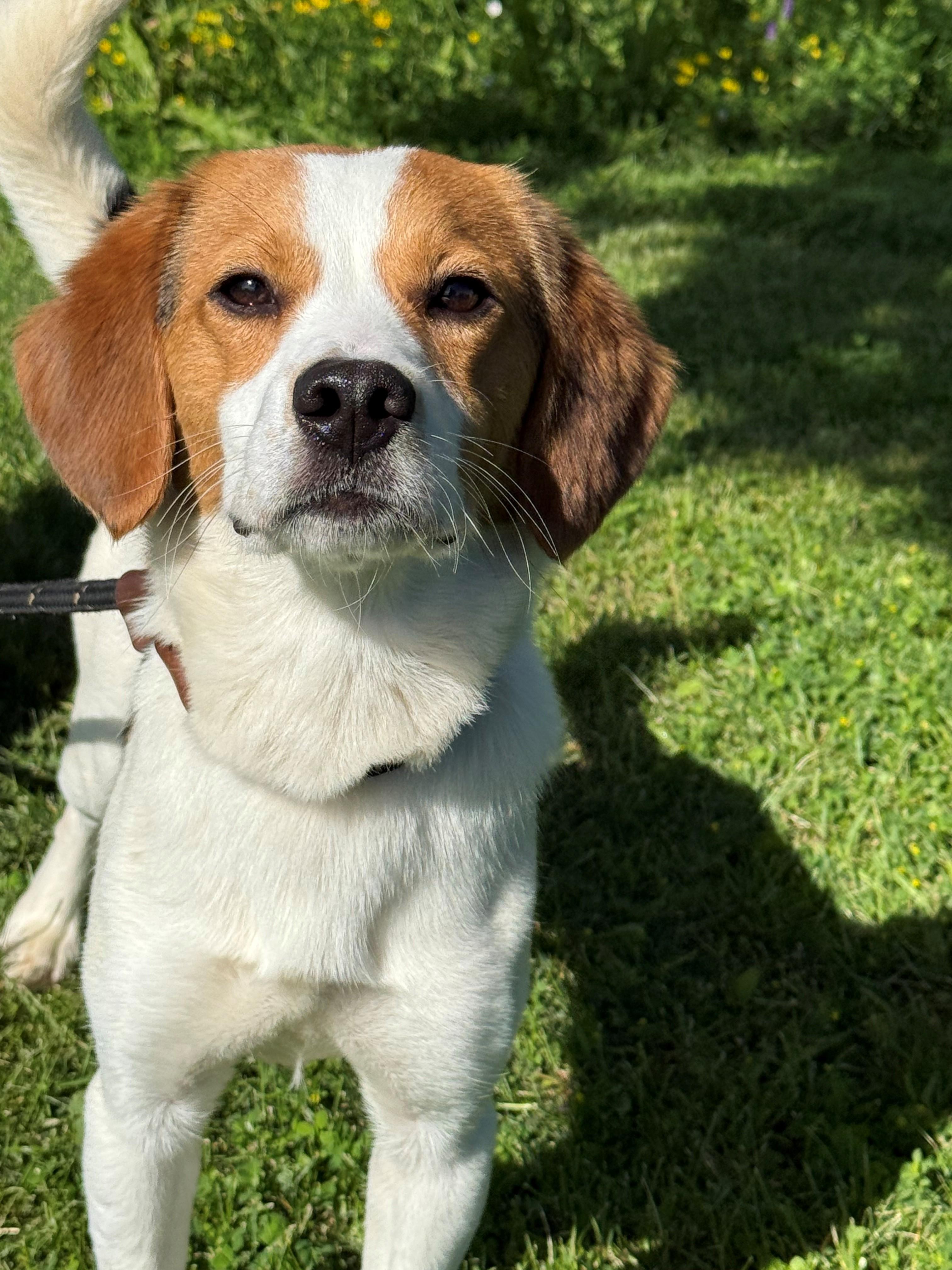 Enlarge Messi, an adoptable mixed breed in Hamilton, ON image 3/6