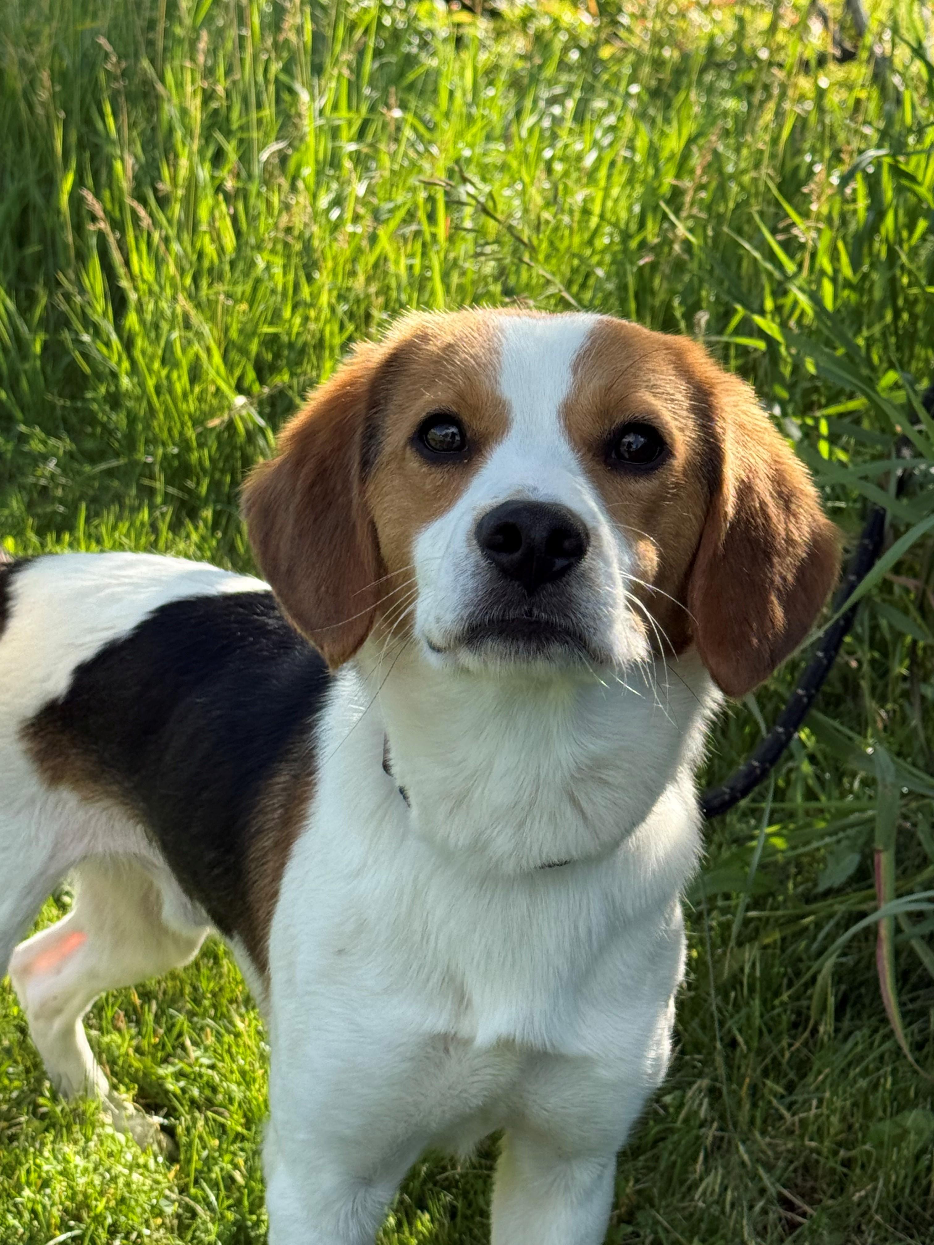 Enlarge Messi, an adoptable mixed breed in Hamilton, ON image 6/6