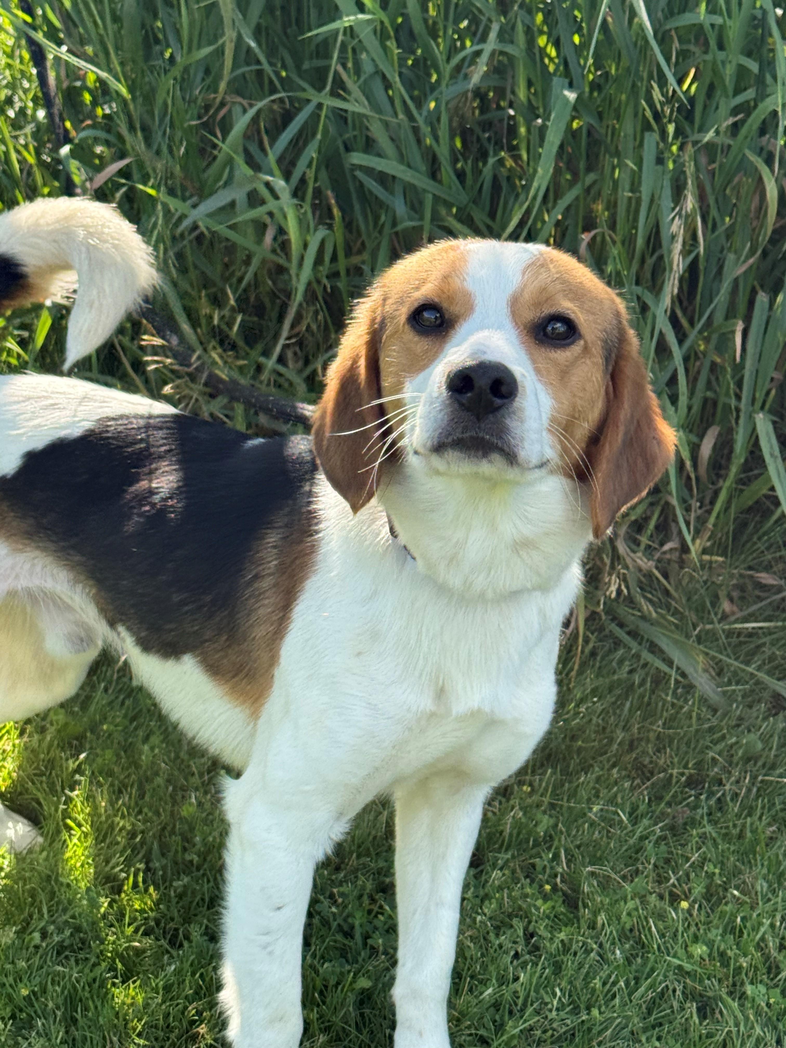 Enlarge Messi, an adoptable mixed breed in Hamilton, ON image 4/6