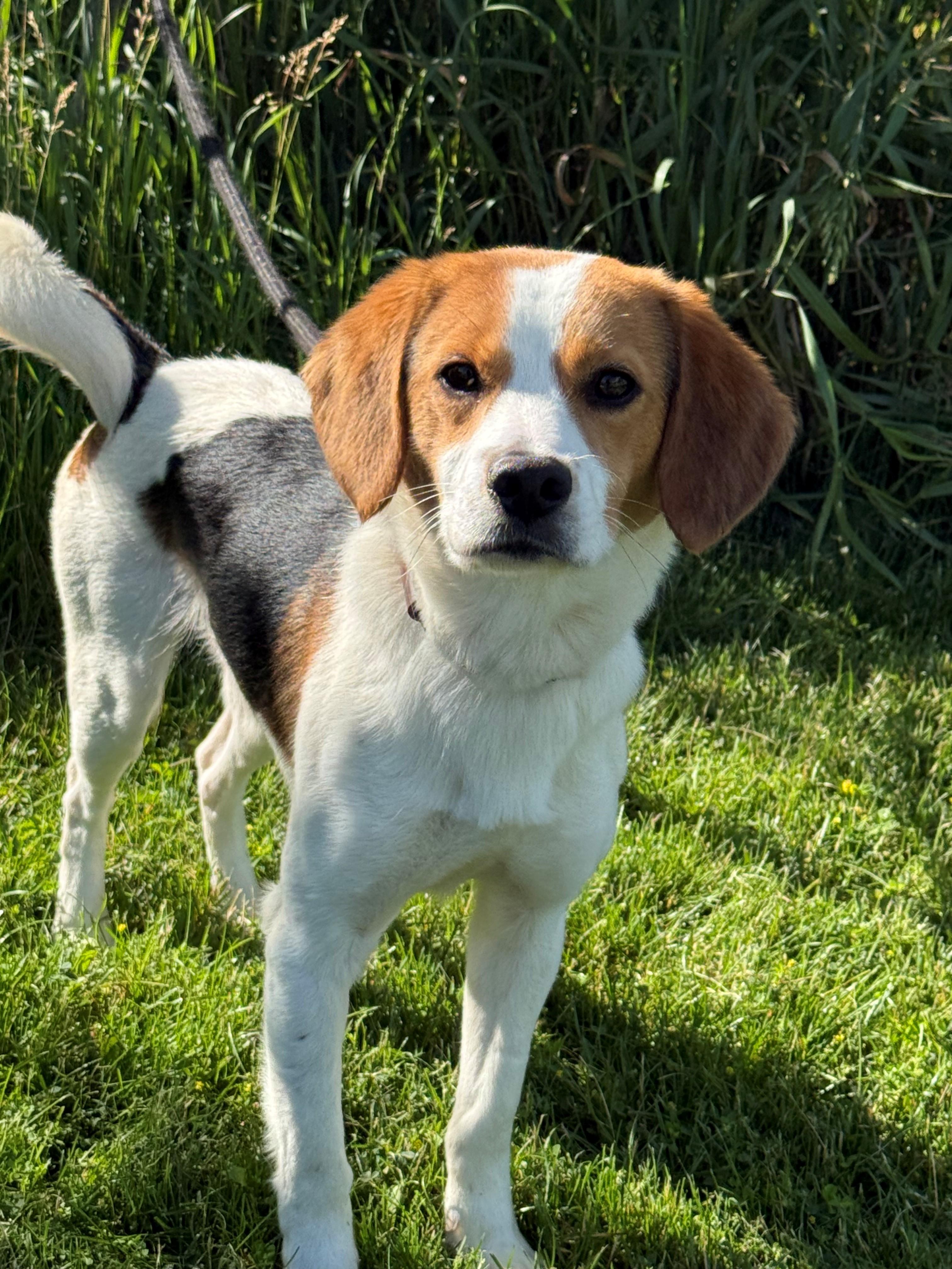 Messi, adoptable, Adult Male Beagle.