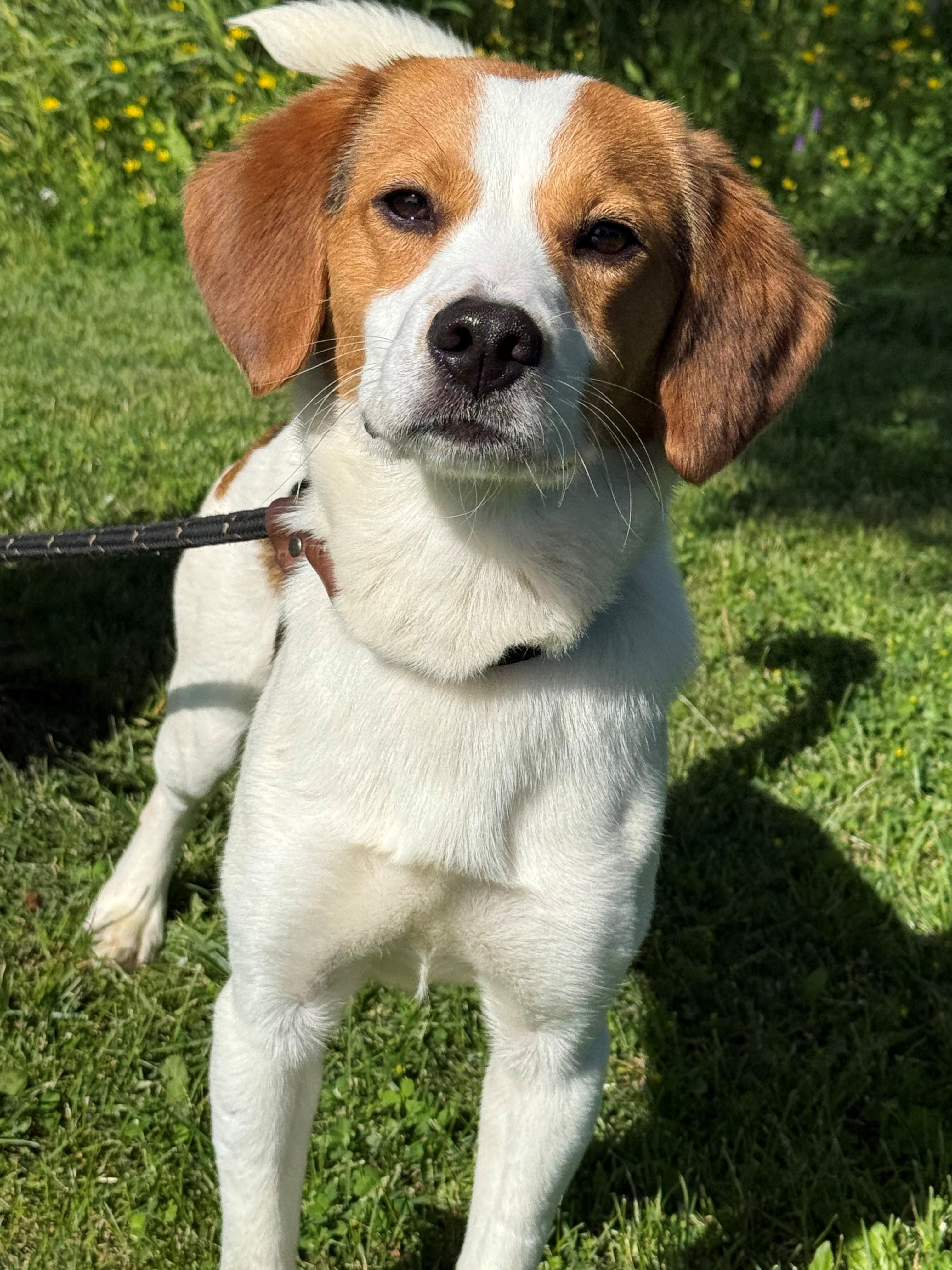 Enlarge Messi, an adoptable mixed breed in Hamilton, ON image 5/6