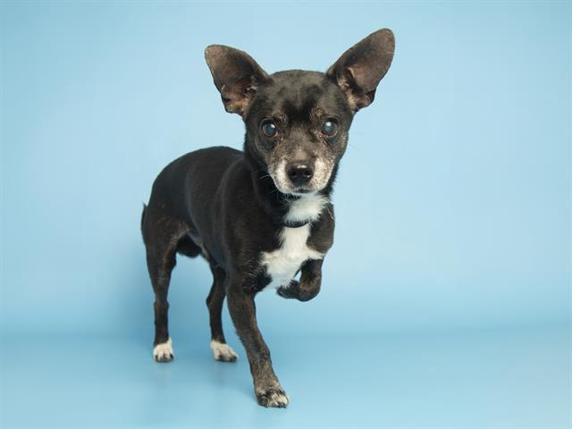 FRANK, Adoptable, Adult Male Chihuahua.