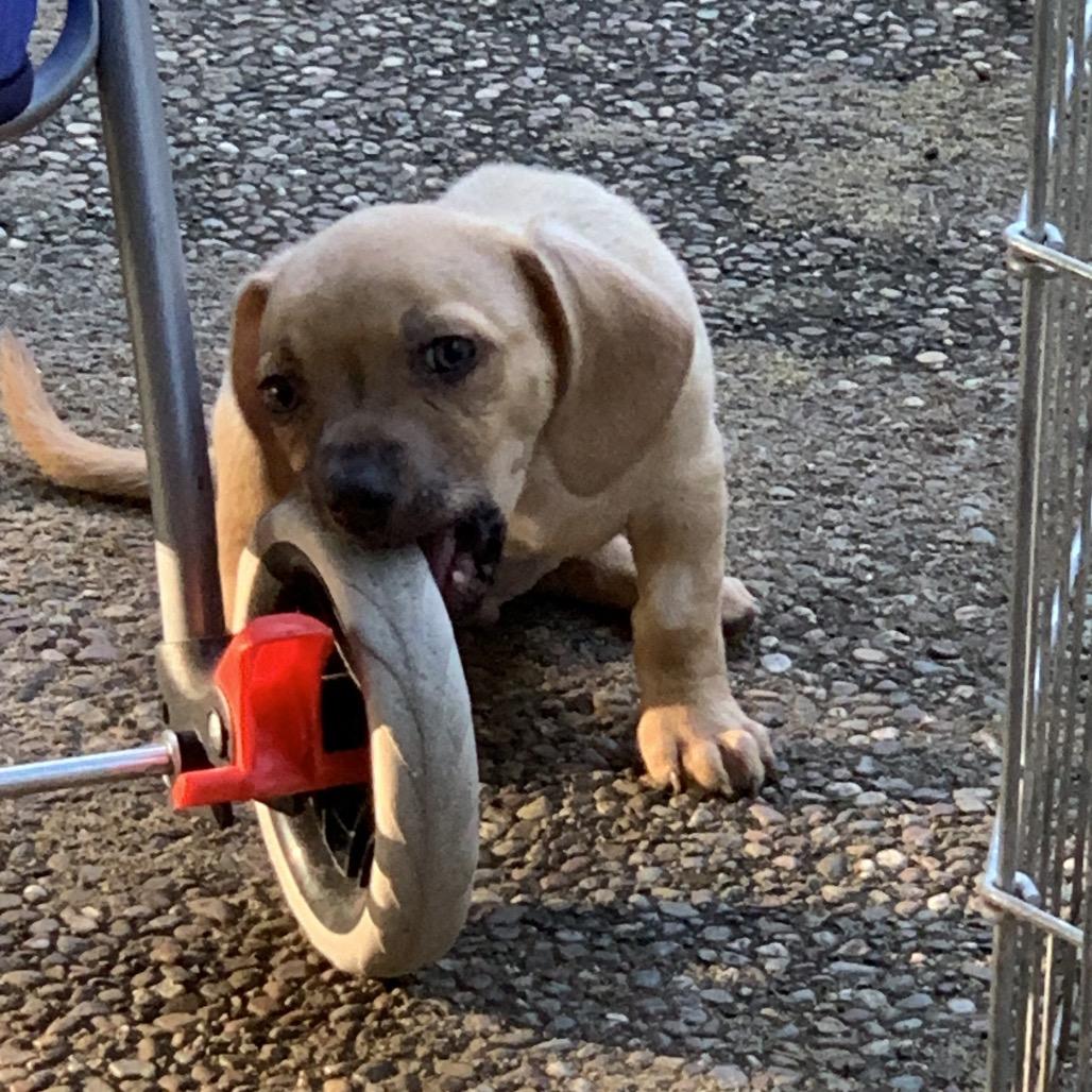 Popeye, Adoptable, Puppy Male Chihuahua & Mixed Breed.