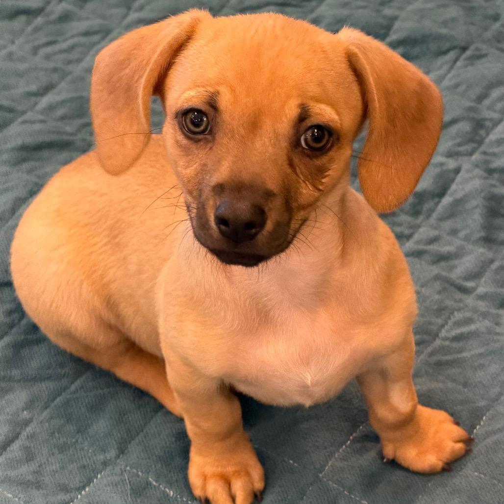 Popeye, a Adoptable mixed breed in Sacramento, CA image 2/5