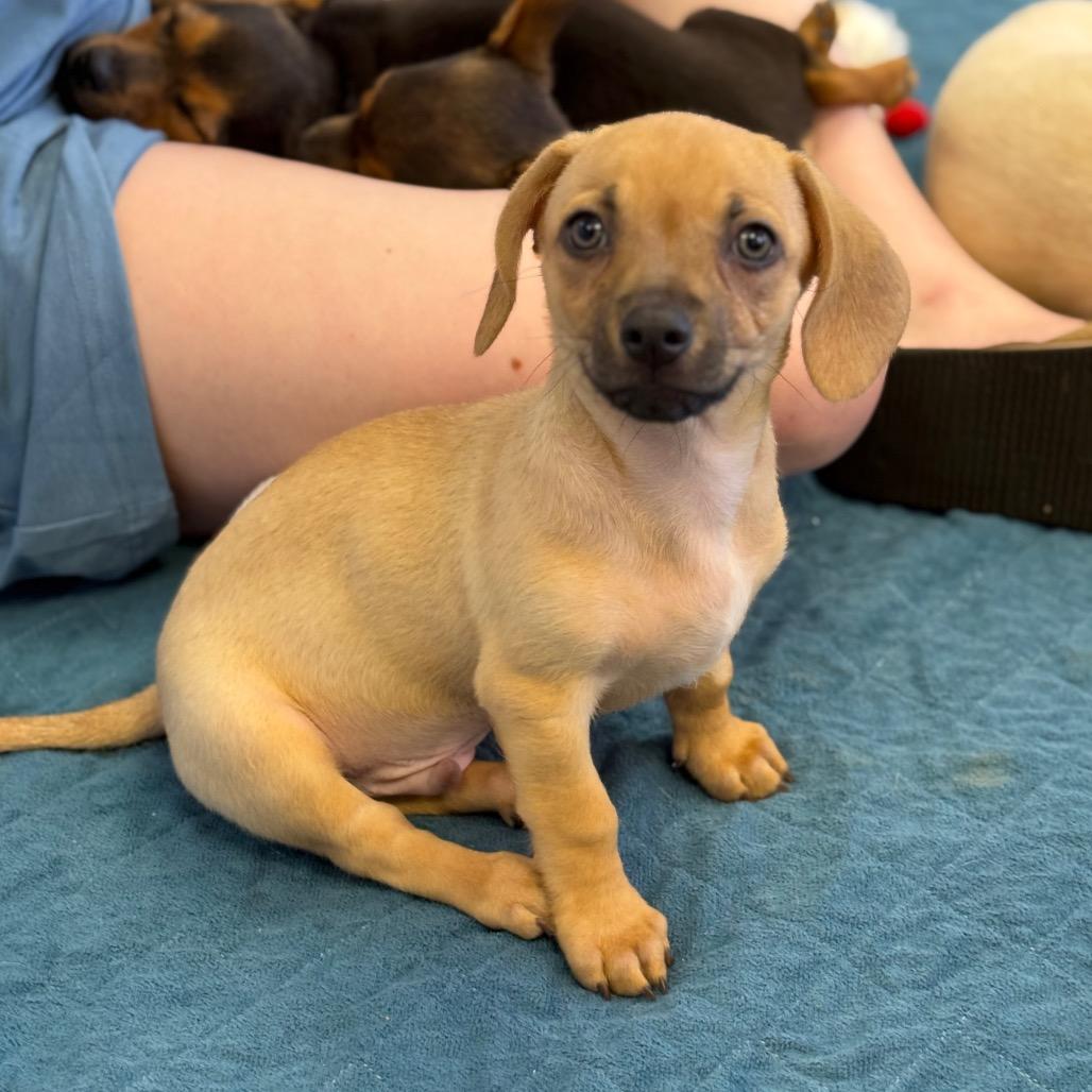 Popeye, a Adoptable mixed breed in Sacramento, CA image 3/5