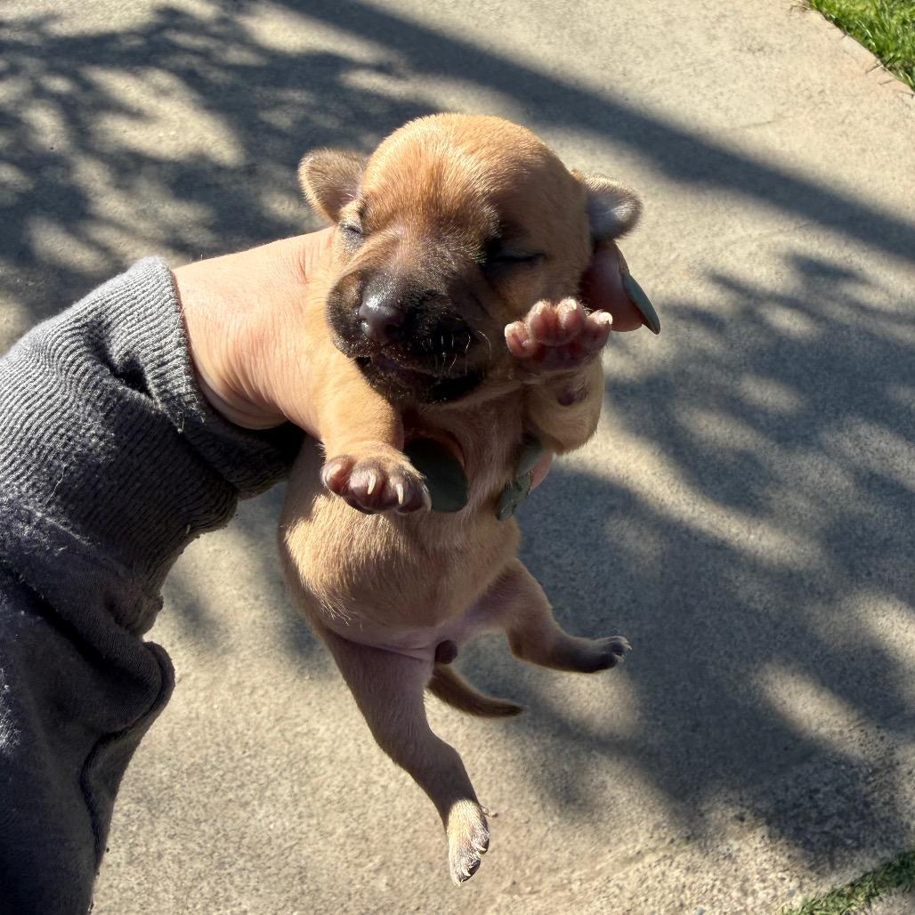 Popeye, a Adoptable mixed breed in Sacramento, CA image 4/5