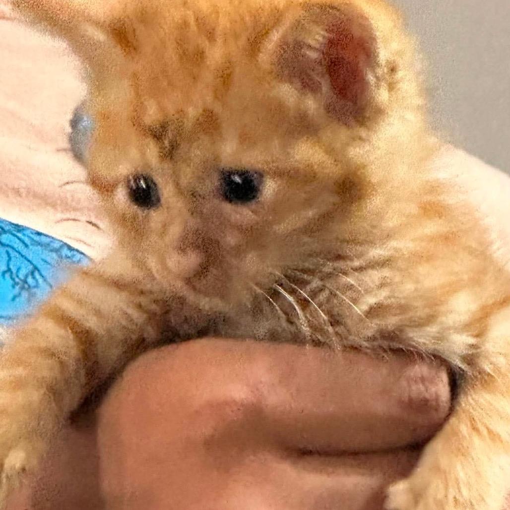 Kit 2, Adoptable, Kitten Female Domestic Short Hair.