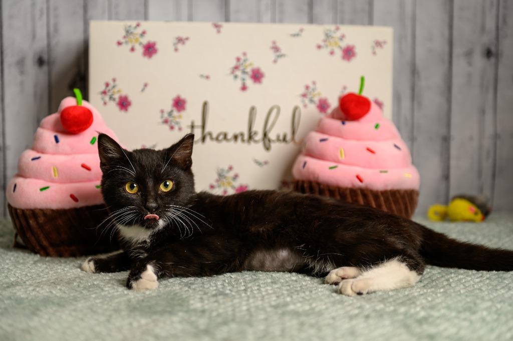 Twyla, Adoptable, Kitten Female Domestic Short Hair.