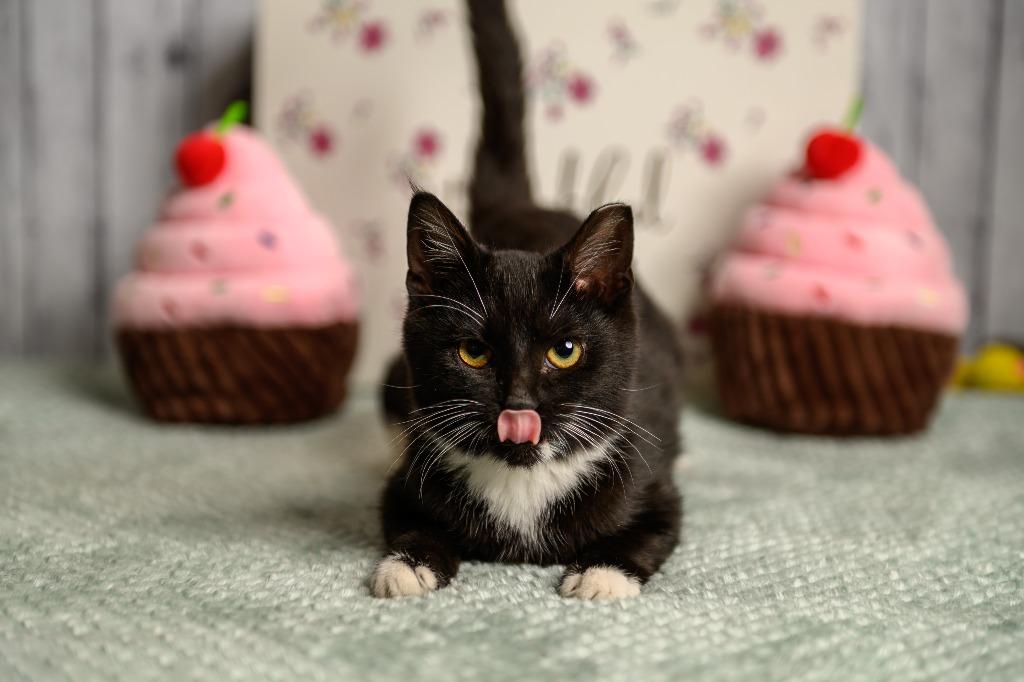 Enlarge Twyla, a Adoptable mixed breed in Roanoke, TX image 2/3