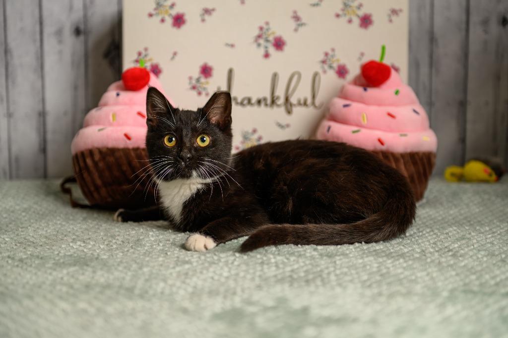 Enlarge Twyla, a Adoptable mixed breed in Roanoke, TX image 3/3