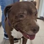 Diamond , ADOPTABLE, Senior Female Pit Bull Terrier.