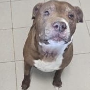 Enlarge Diamond , a ADOPTABLE Pit Bull Terrier in Edgewood, NM image 3/3