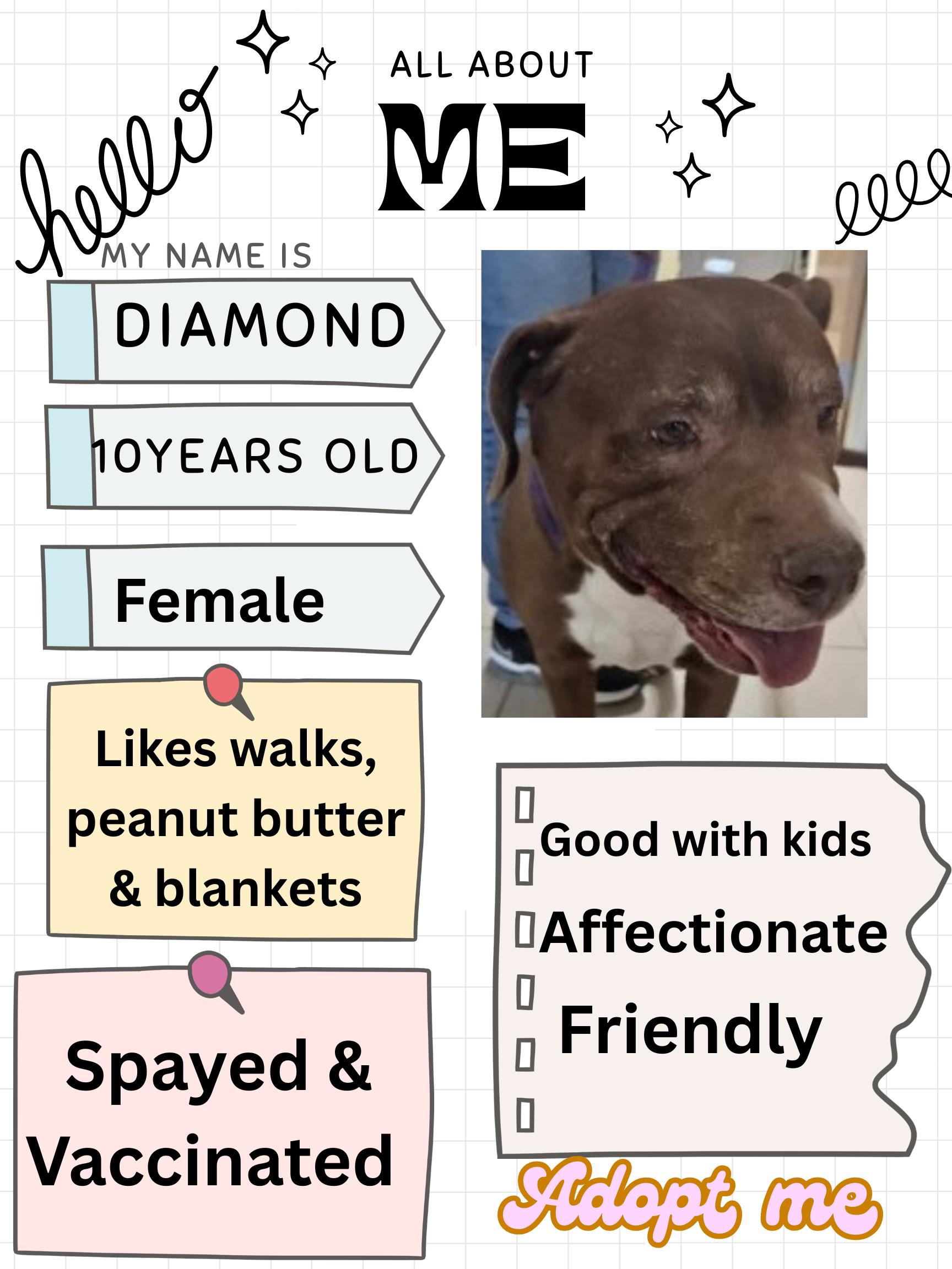 Enlarge Diamond , a ADOPTABLE Pit Bull Terrier in Edgewood, NM image 2/3