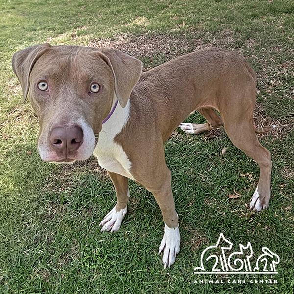 BUSTER, Adoptable, Young Male Pit Bull Terrier & Mixed Breed.