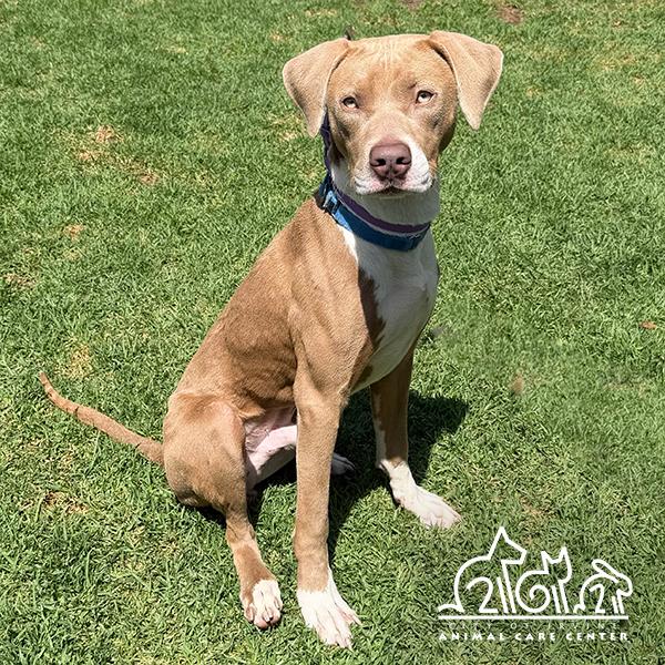 BUSTER, Adoptable, Young Male Pit Bull Terrier & Mixed Breed.