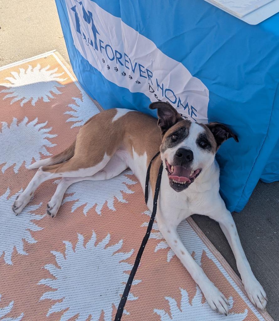 Harlow (nka Millie), Adoptable, Adult Female Terrier & Mixed Breed.