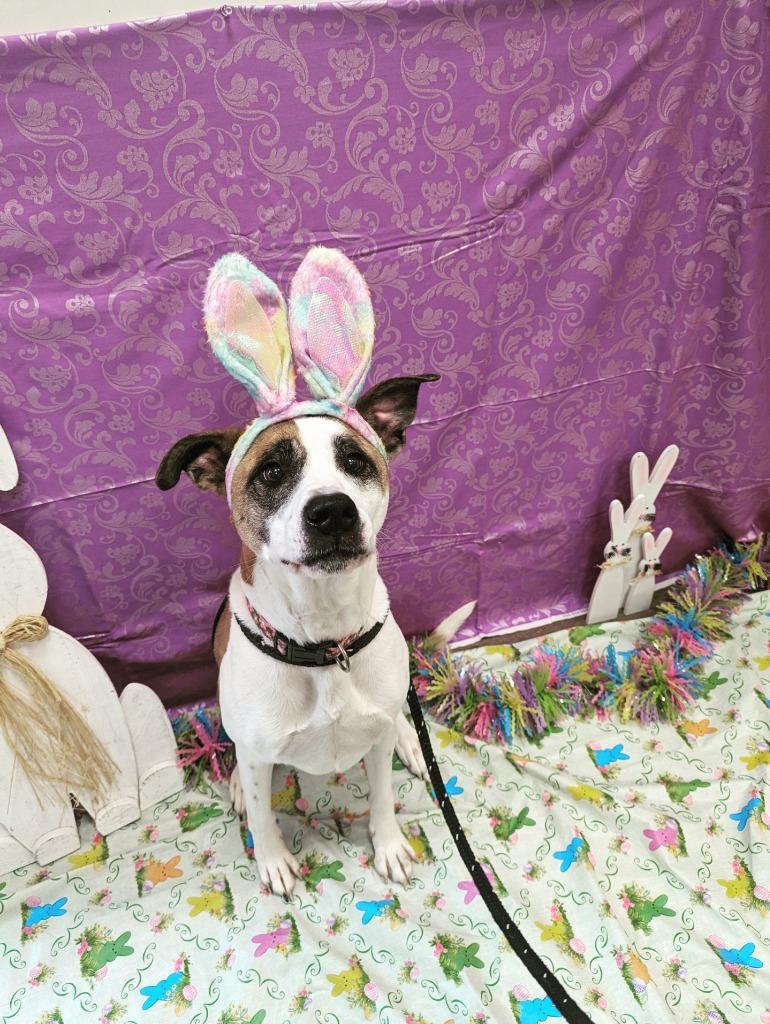 Harlow (nka Millie), Adoptable, Adult Female Terrier & Mixed Breed.