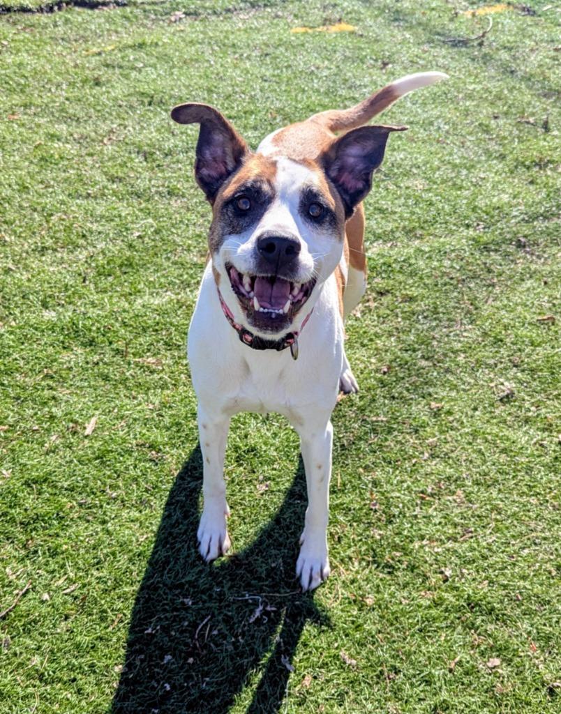 Harlow (nka Millie), Adoptable, Adult Female Terrier & Mixed Breed.