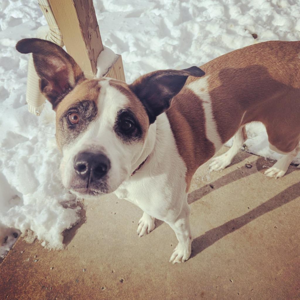 Harlow (nka Millie), Adoptable, Adult Female Terrier & Mixed Breed.