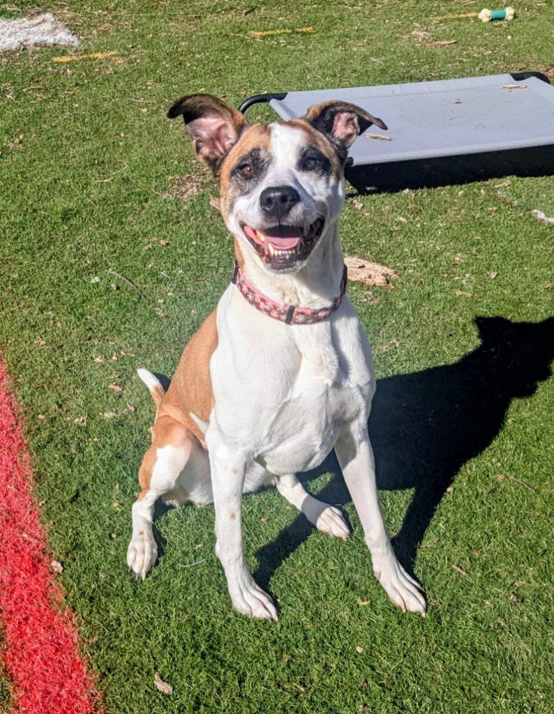 Harlow (nka Millie), a Adoptable mixed breed in Indianola, IA image 3/3