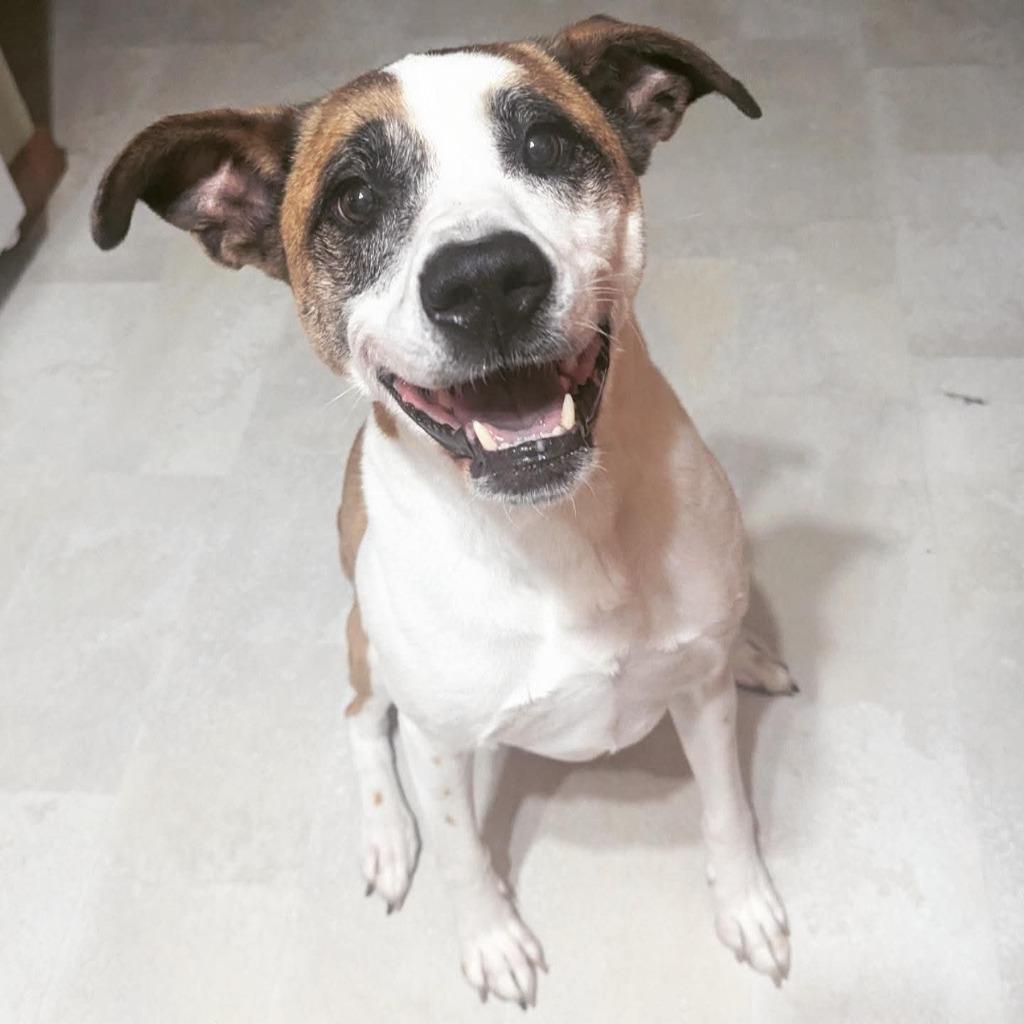 Enlarge Harlow (nka Millie), a Adoptable mixed breed in Indianola, IA image 6/6