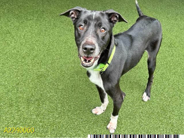 Milo, Adoptable, Adult Male Mixed Breed.