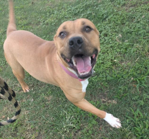 PIPER, Adoptable, Adult Female Pit Bull Terrier & Mixed Breed.