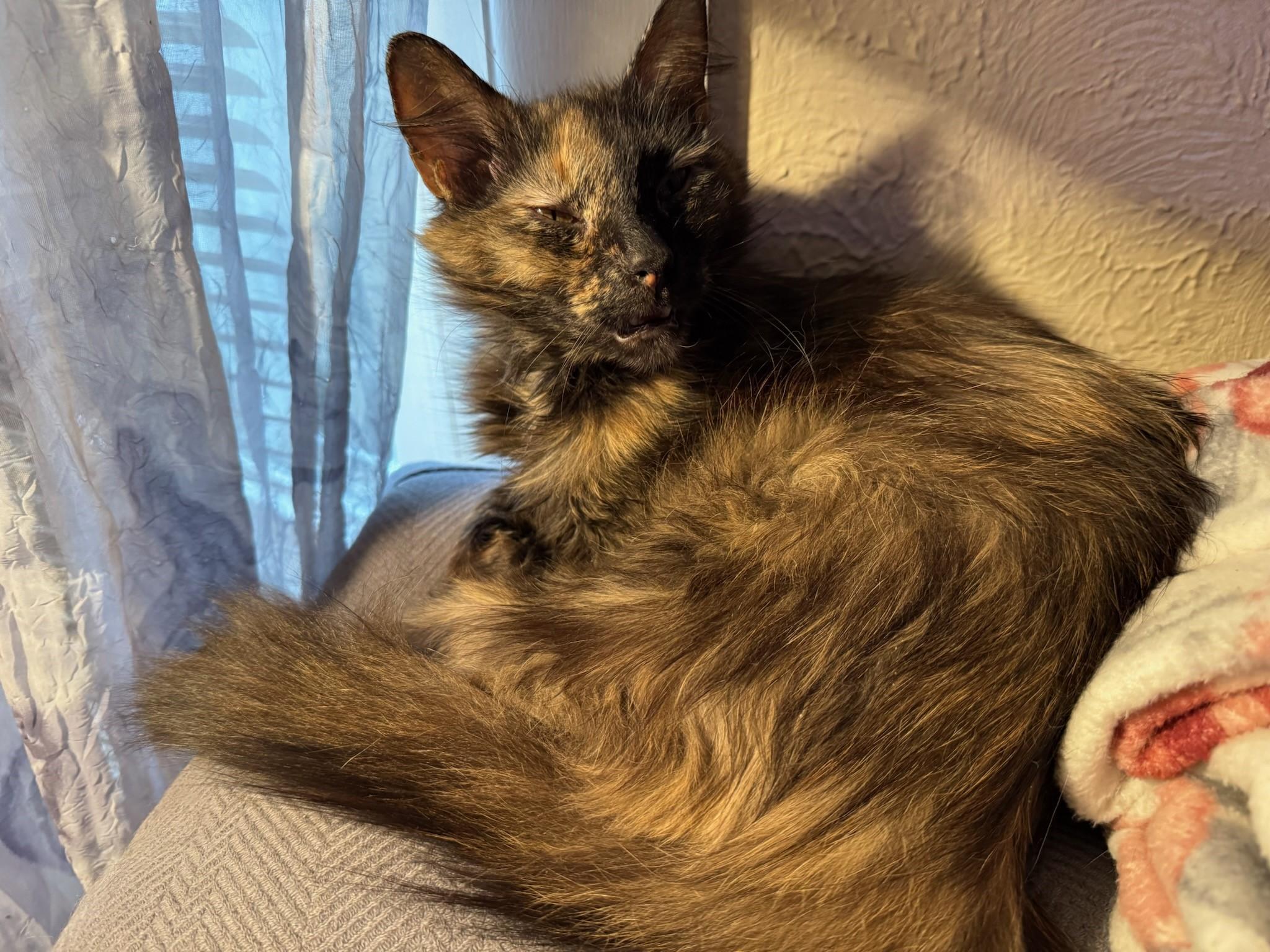 Niagara, Adult Female Tortoiseshell