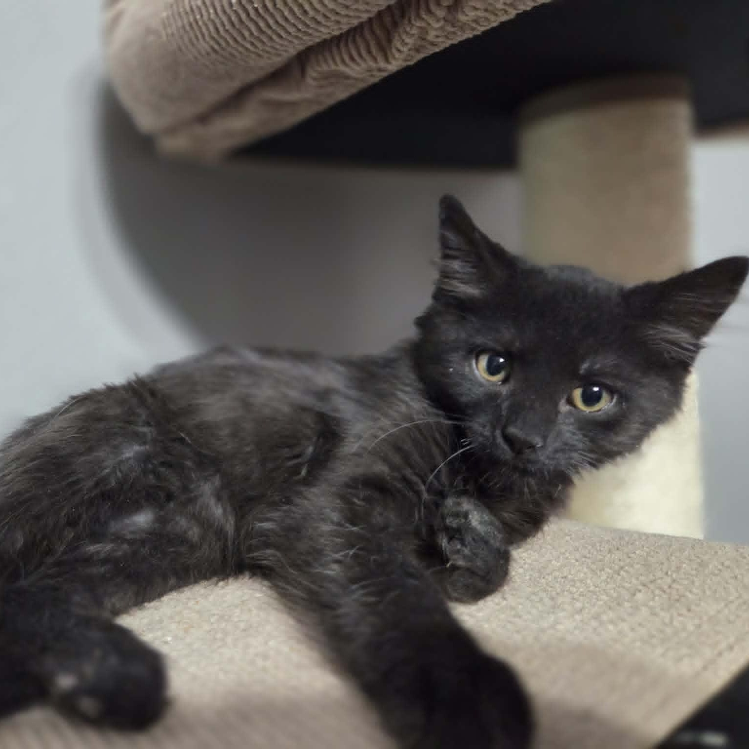GOOSE, a Adoptable Domestic Medium Hair in Loveland, CO image 5/5