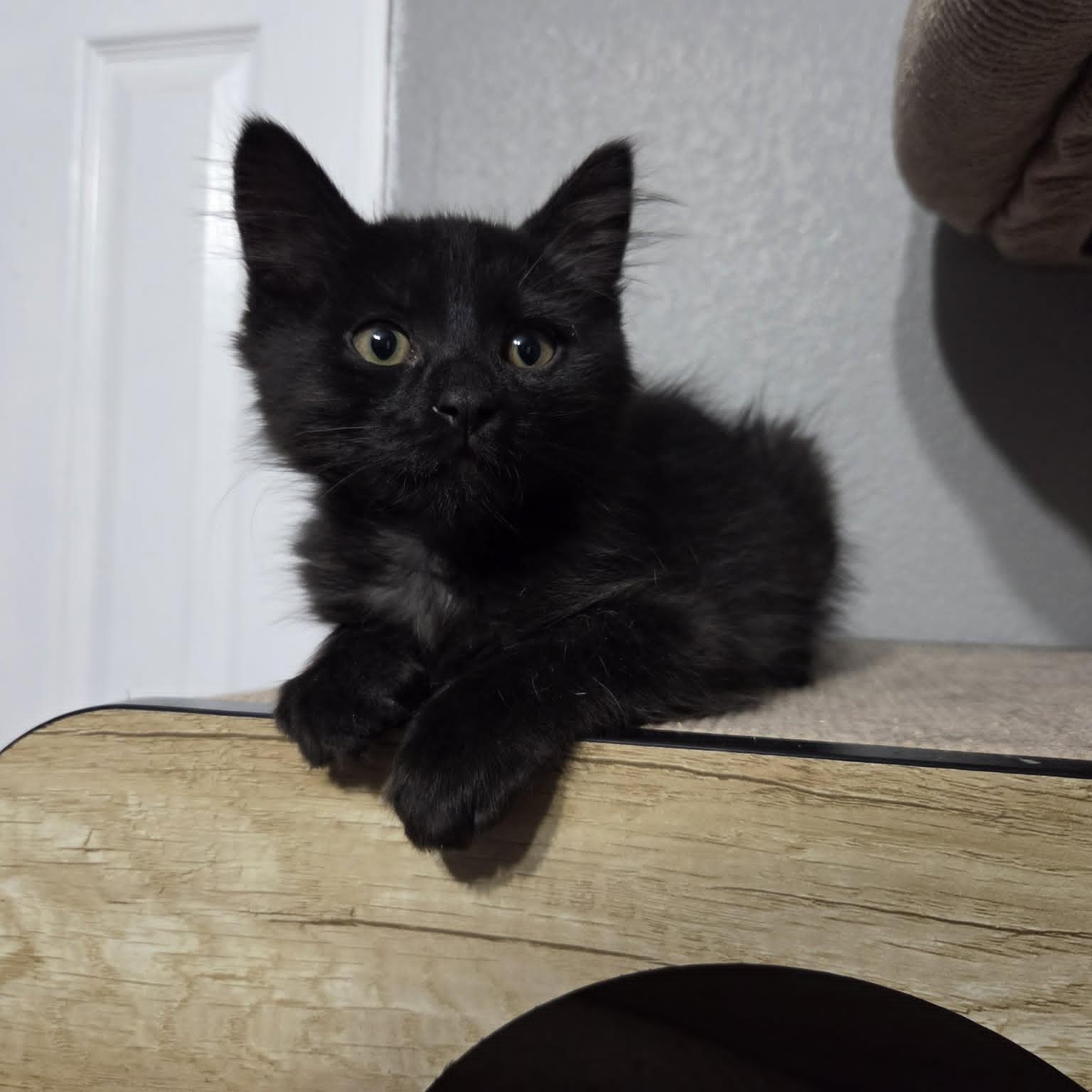 GOOSE, a Adoptable Domestic Medium Hair in Loveland, CO image 2/5