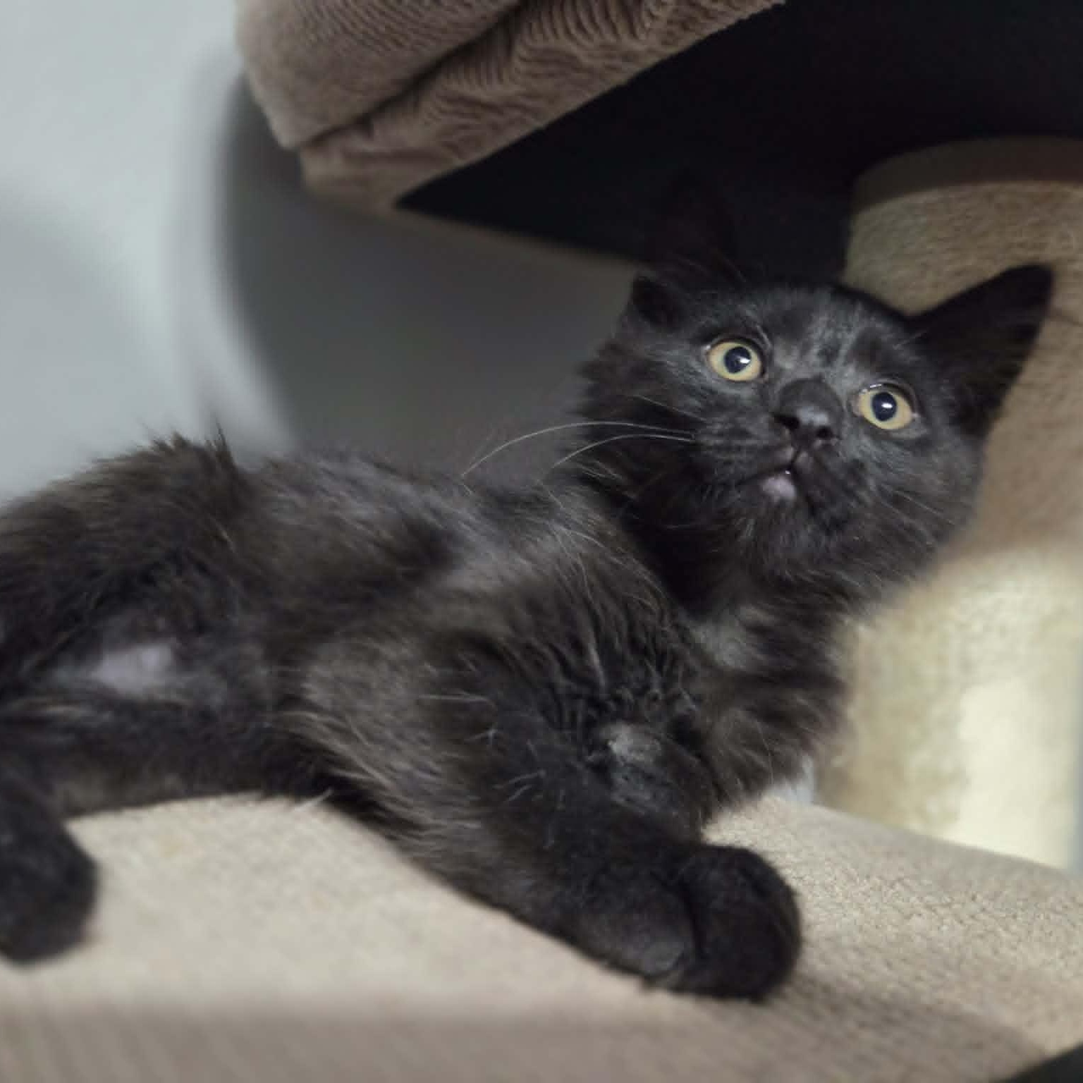 GOOSE, a Adoptable Domestic Medium Hair in Loveland, CO image 3/5