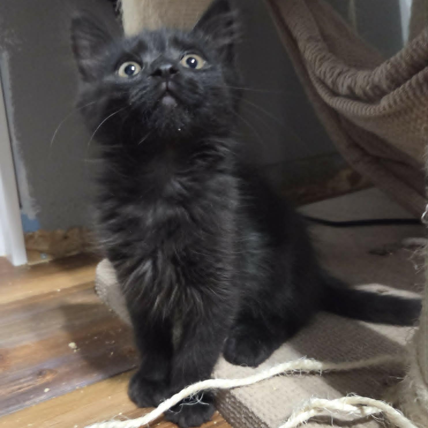 GOOSE, Adoptable, Kitten Male Domestic Medium Hair.