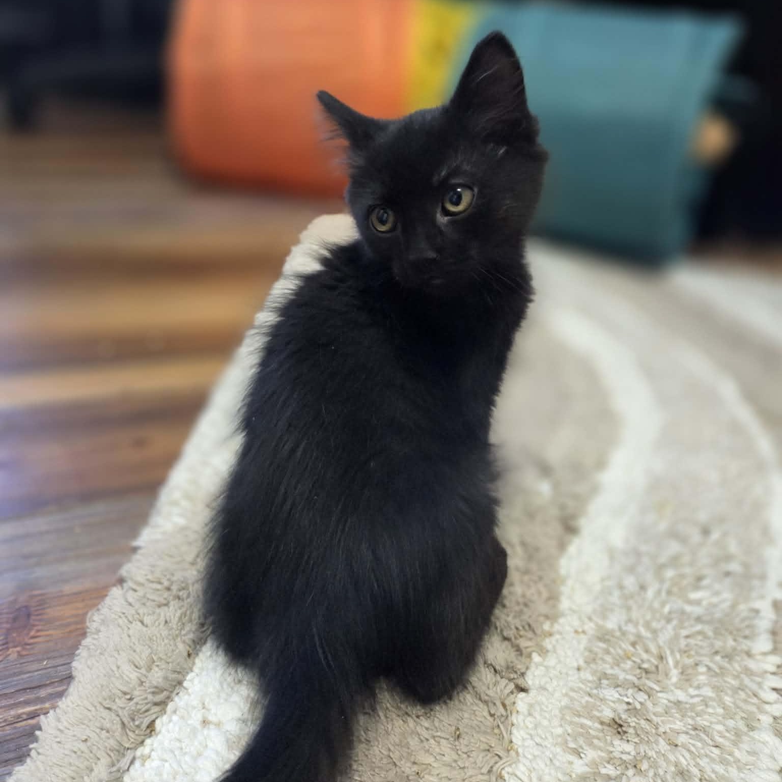 GOOSE, a Adoptable Domestic Medium Hair in Loveland, CO image 4/5
