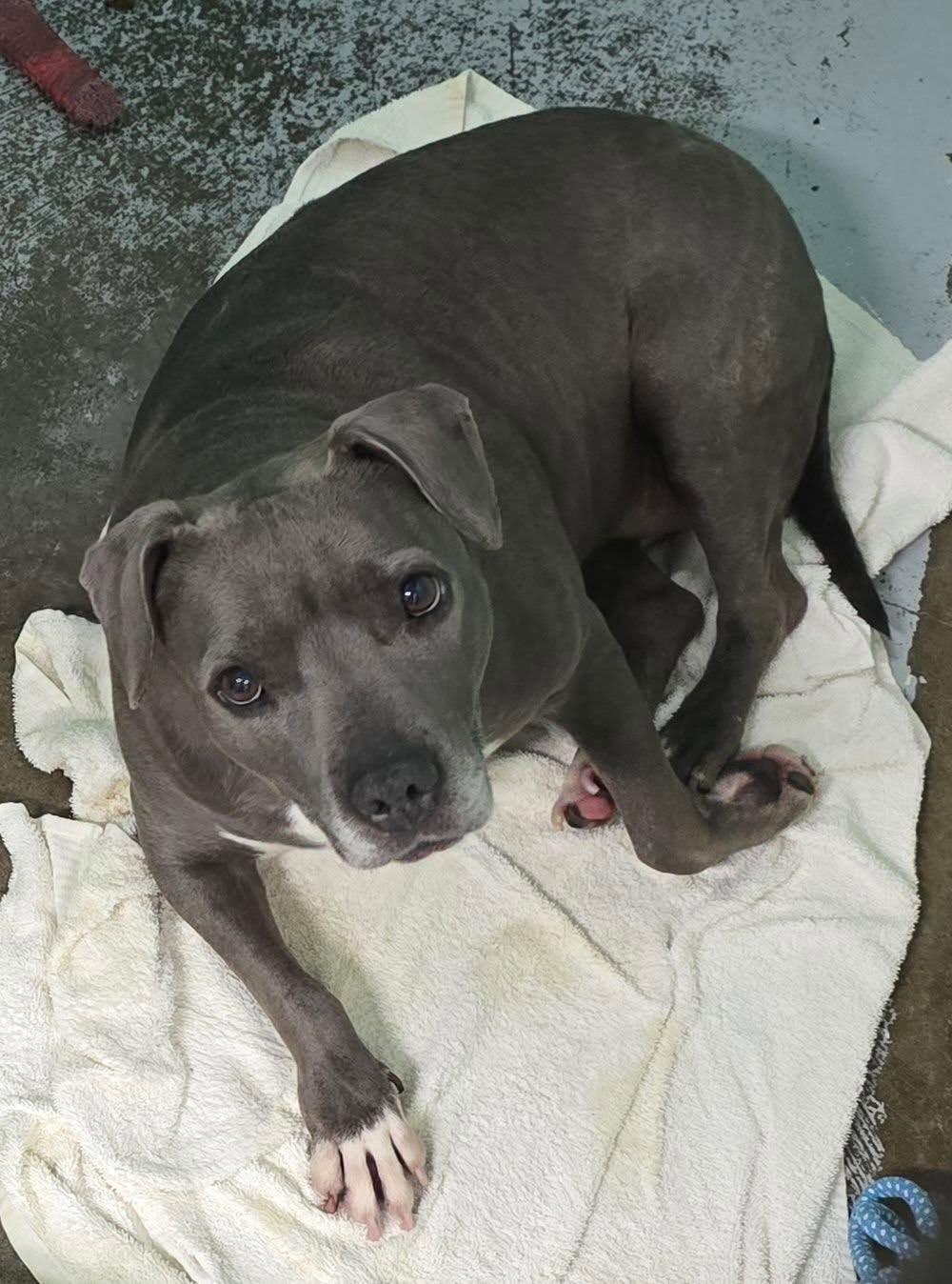 Nelly, Adoptable, Adult Female Pit Bull Terrier.