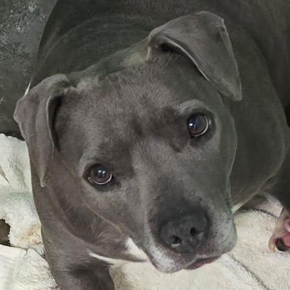 Enlarge Nelly, a Adoptable mixed breed in Brainerd, MN image 2/2