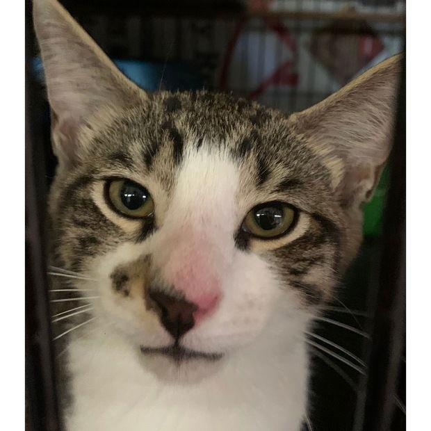 Oscar, Adoptable, Young Male Domestic Short Hair.