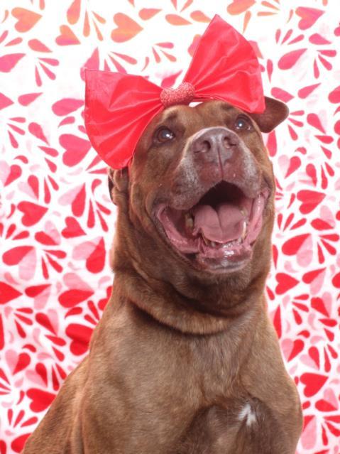 BERTHA, Adoptable, Adult Female Labrador Retriever & Mastiff.