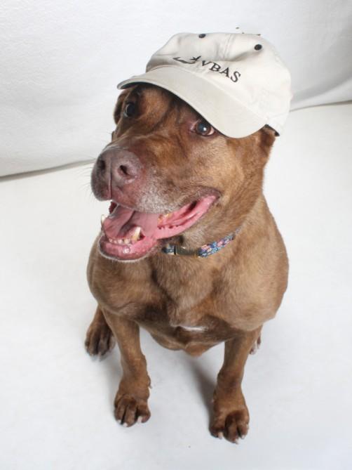 BERTHA, Adoptable, Adult Female Labrador Retriever & Mastiff.