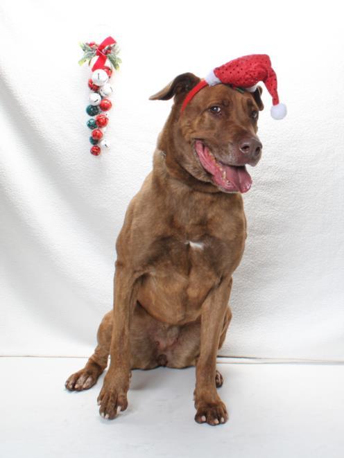 Enlarge BERTHA, a Adoptable mixed breed in Burbank, CA image 1/1