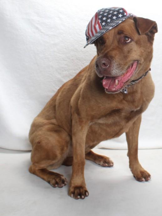 Enlarge BERTHA, a Adoptable mixed breed in Burbank, CA image 1/1