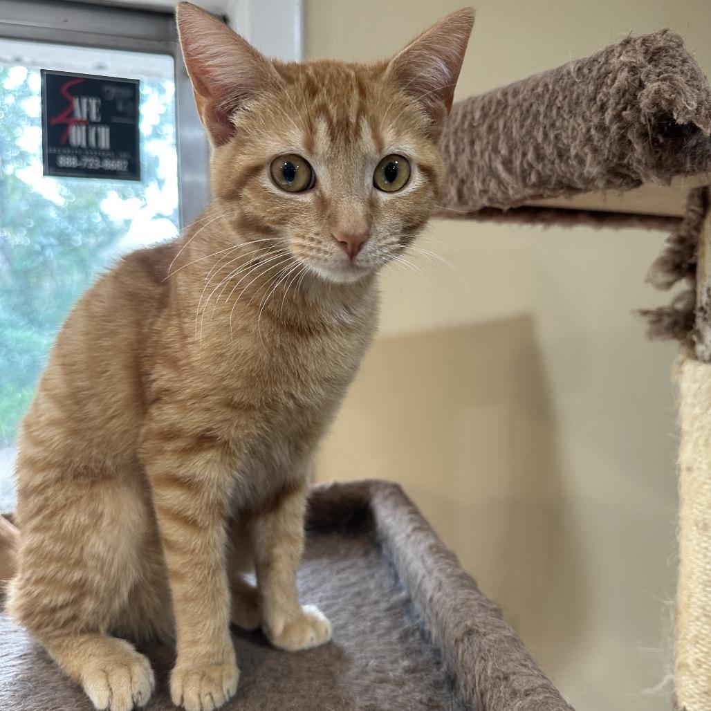 Marty PW, Adoptable, Young Female Domestic Short Hair.