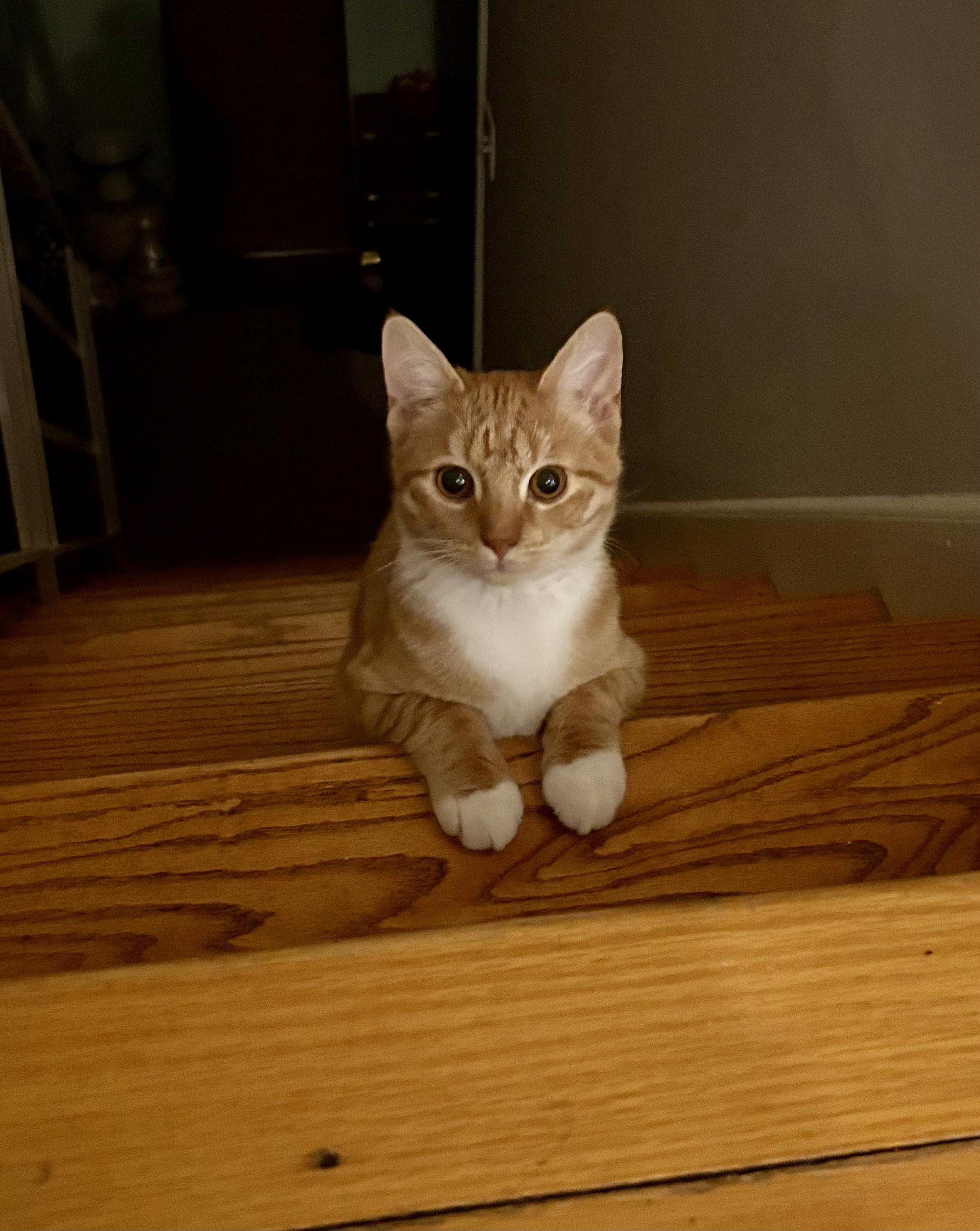 Caspian -Spunky/Affectionate, an adopted Domestic Short Hair in Arlington, VA image 2/6