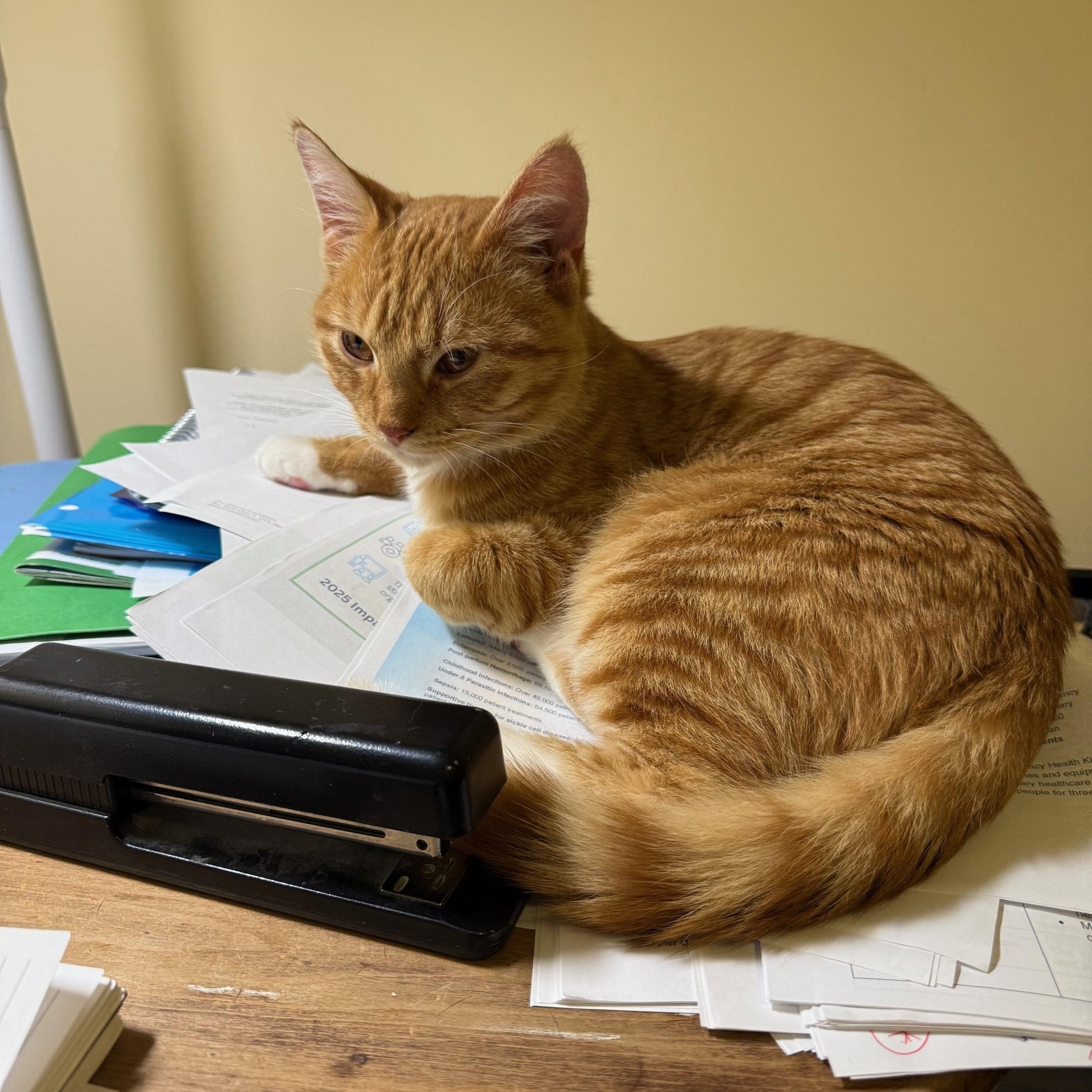 Caspian -Spunky/Affectionate, an adopted Domestic Short Hair in Arlington, VA image 6/6