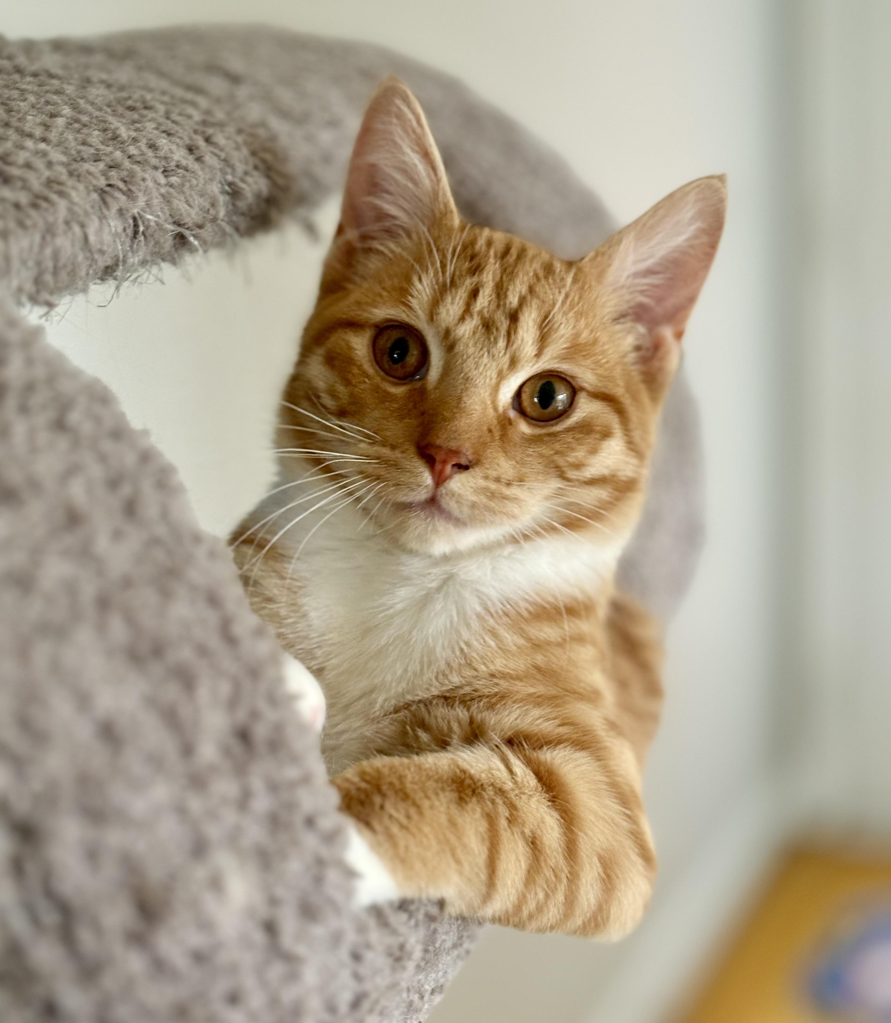 Caspian -Spunky/Affectionate, ADOPTABLE, Young Male Domestic Short Hair.