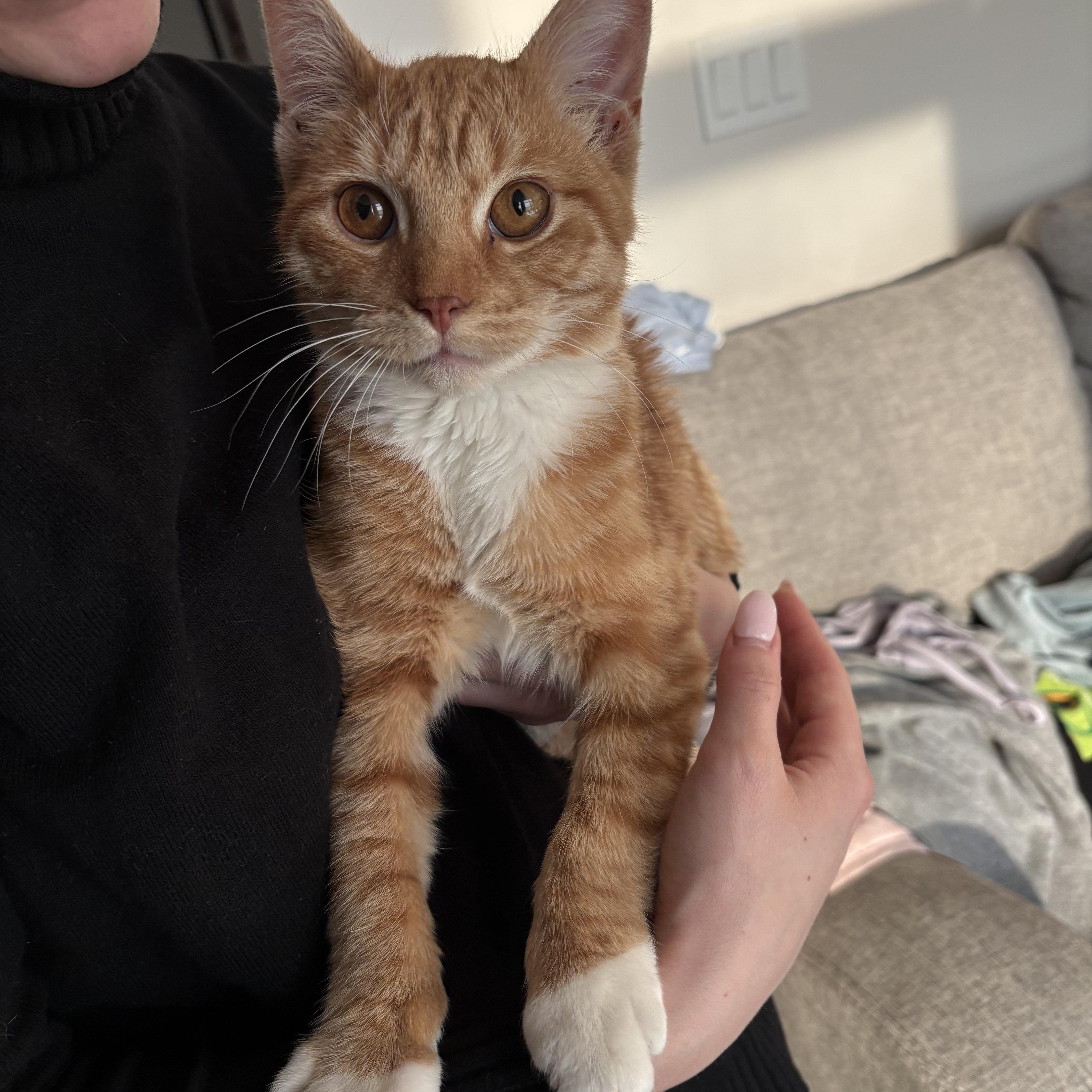 Caspian -Spunky/Affectionate, ADOPTABLE, Young Male Domestic Short Hair.