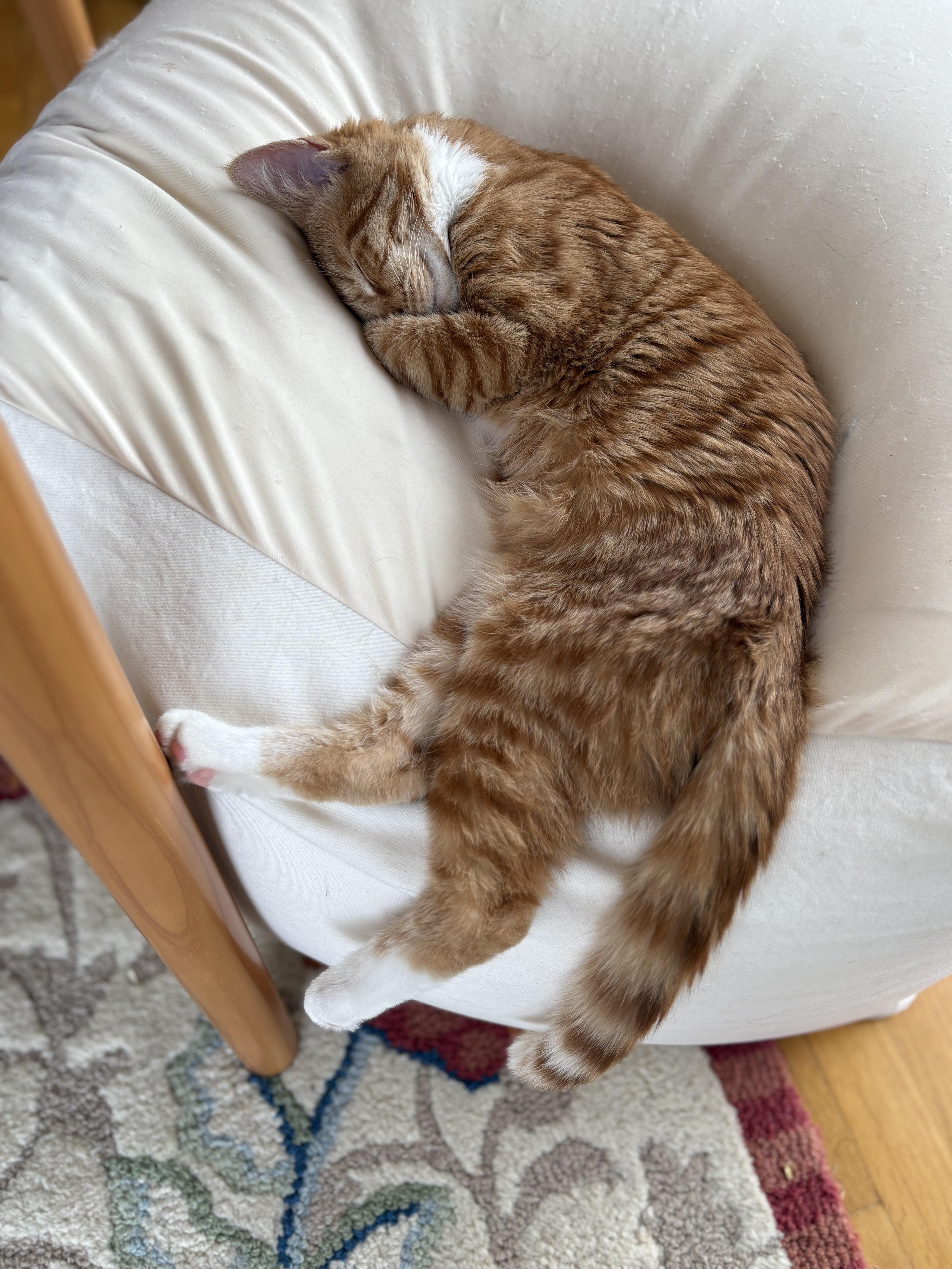 Caspian -Spunky/Affectionate, an adopted Domestic Short Hair in Arlington, VA image 5/6