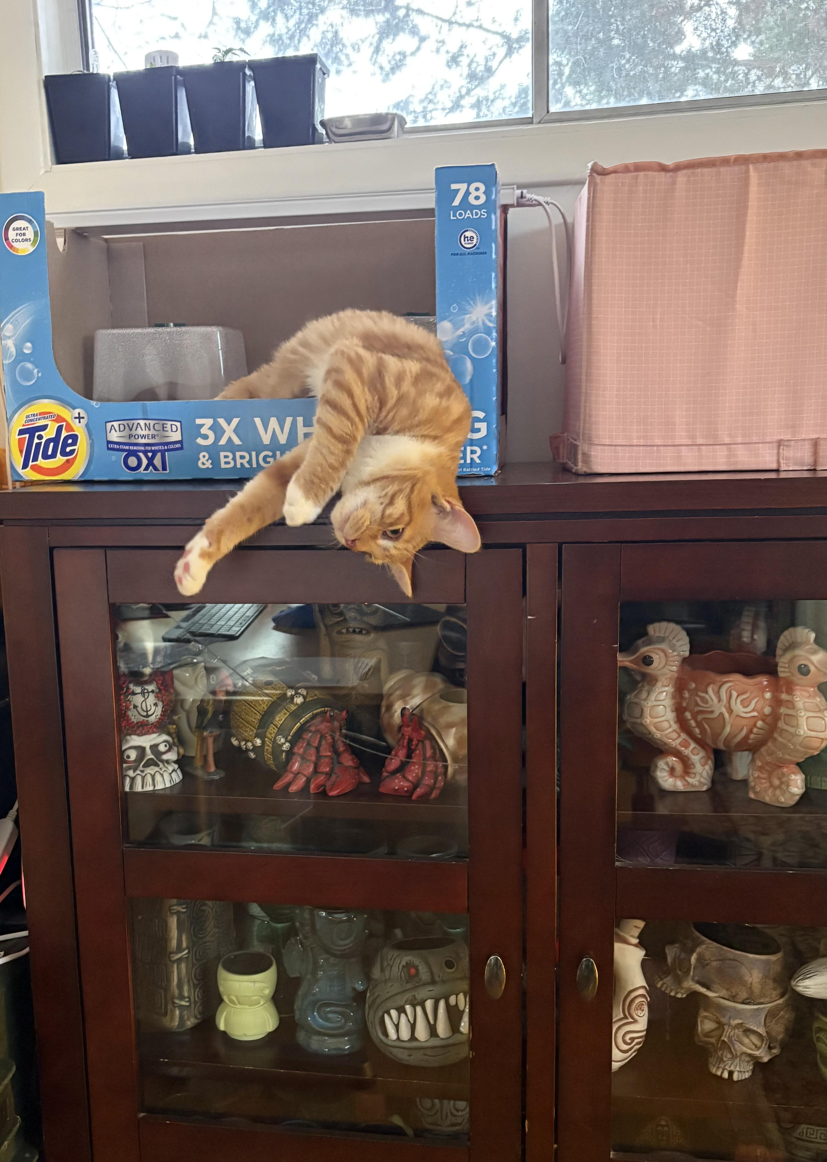 Caspian -Spunky/Affectionate, an adopted Domestic Short Hair in Arlington, VA image 4/6