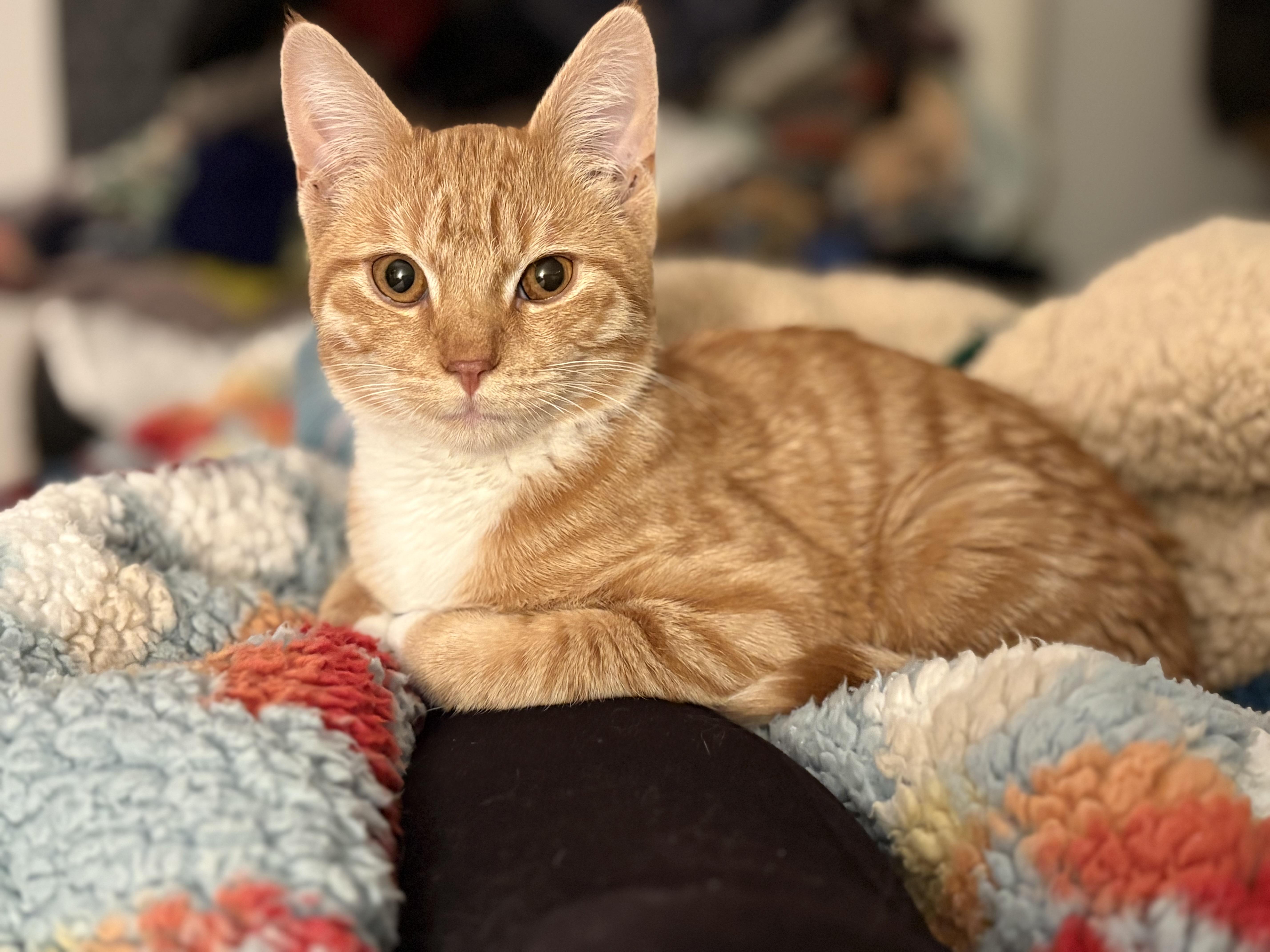 Enlarge Caspian -Spunky/Affectionate, a ADOPTABLE Domestic Short Hair in Arlington, VA image 2/3