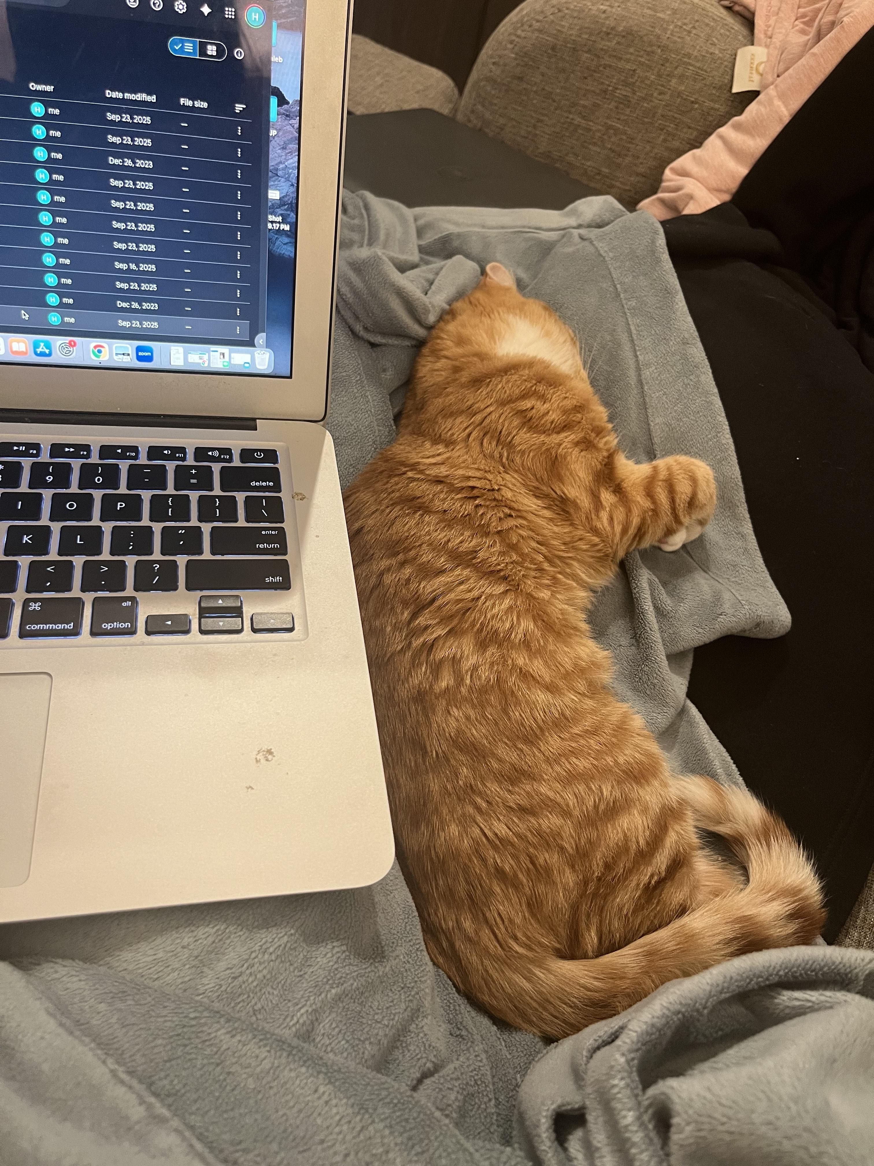 Enlarge Caspian -Spunky/Affectionate, a ADOPTABLE Domestic Short Hair in Arlington, VA image 3/3