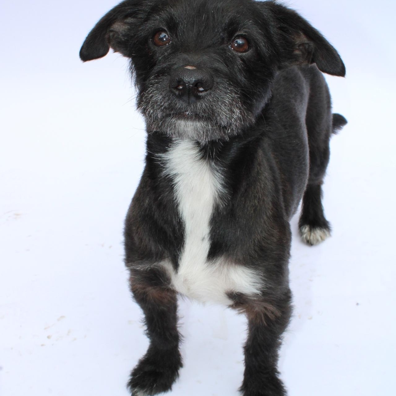 Rio, ADOPTABLE, Young Male Norfolk Terrier.